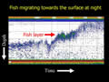 Plot of backscatter from an ecosounder - detecting presence of fish in the water column.